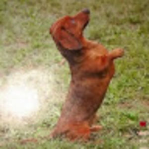 Meet your Posher, Carol